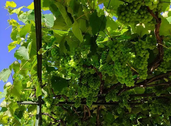 住宿加早餐酒店 Quinta Sao Goncalo 丰沙尔