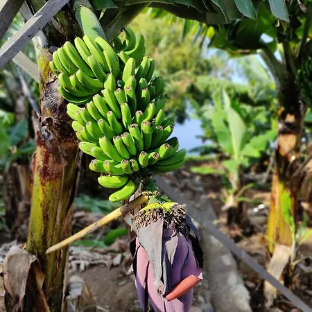 住宿加早餐酒店 Quinta Sao Goncalo